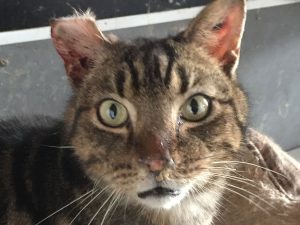 Chronic URI in a cat from an institutional hoarder
